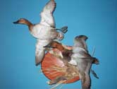 Canvasback Pair